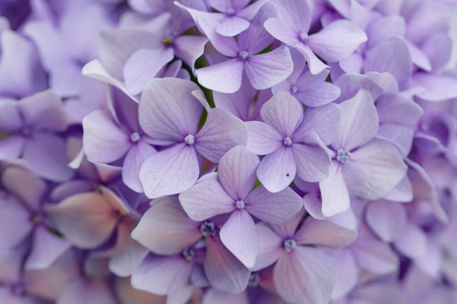 a lilac plant