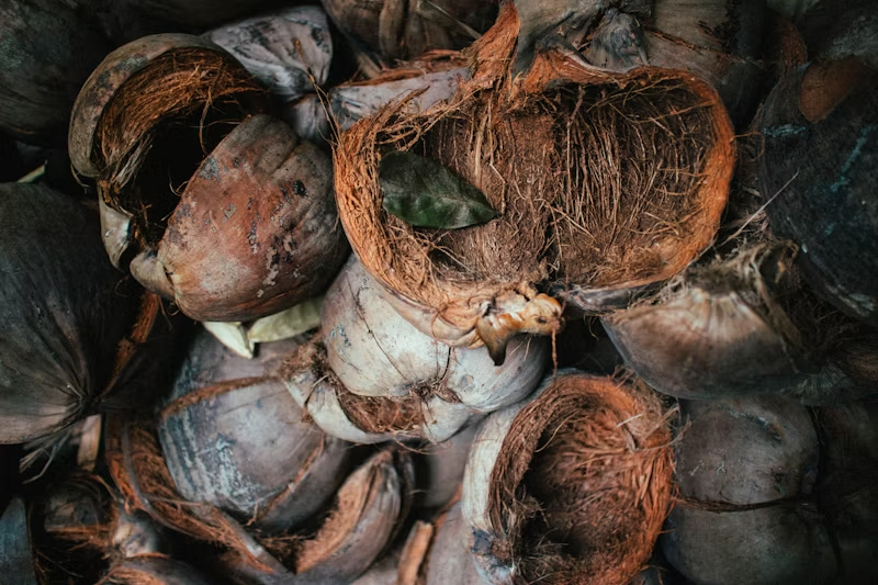 multiple coconut husks