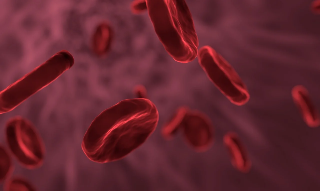 blood cells close up