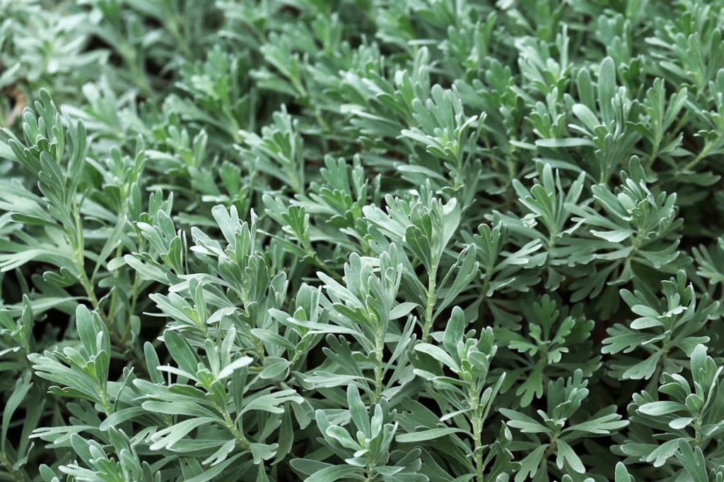 Close-up of Common Wormwood