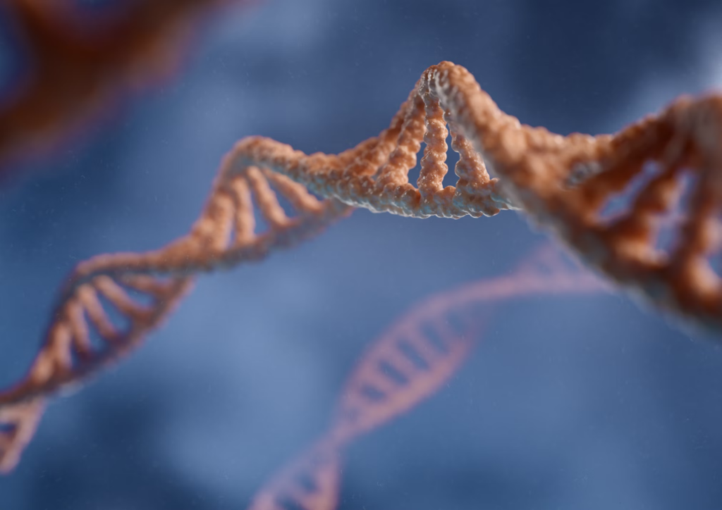 Close-up of a DNA strand, illustrating genetic structure and its link to obesity-promoting genes affected by daily exercise.