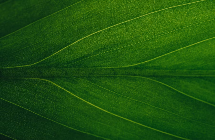 close-up of a leaf