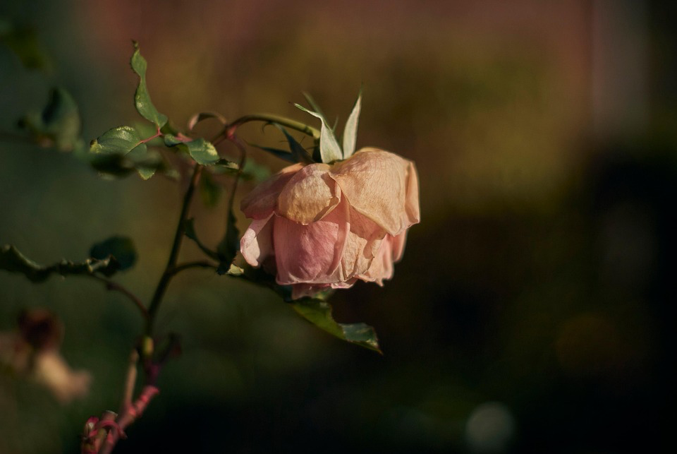 A solitary pink rose blooms in darkness, its delicate petals contrasting with the surrounding shadows.