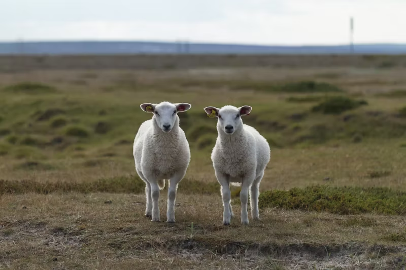 twin sheep
