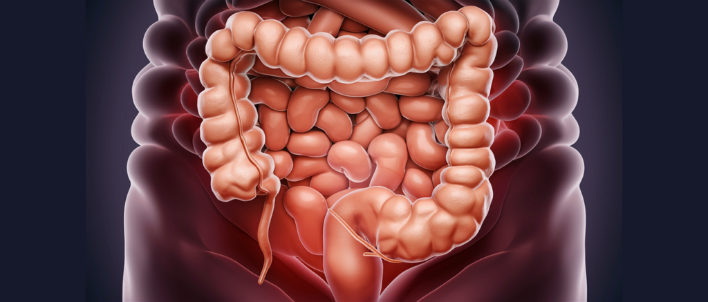 lower half of a human abdomen
