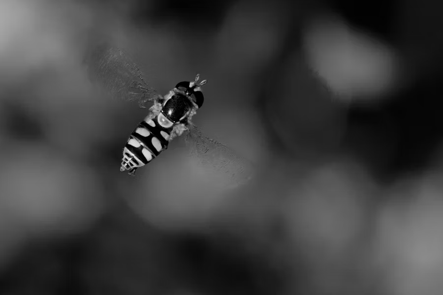 black and white photo of a bee flying