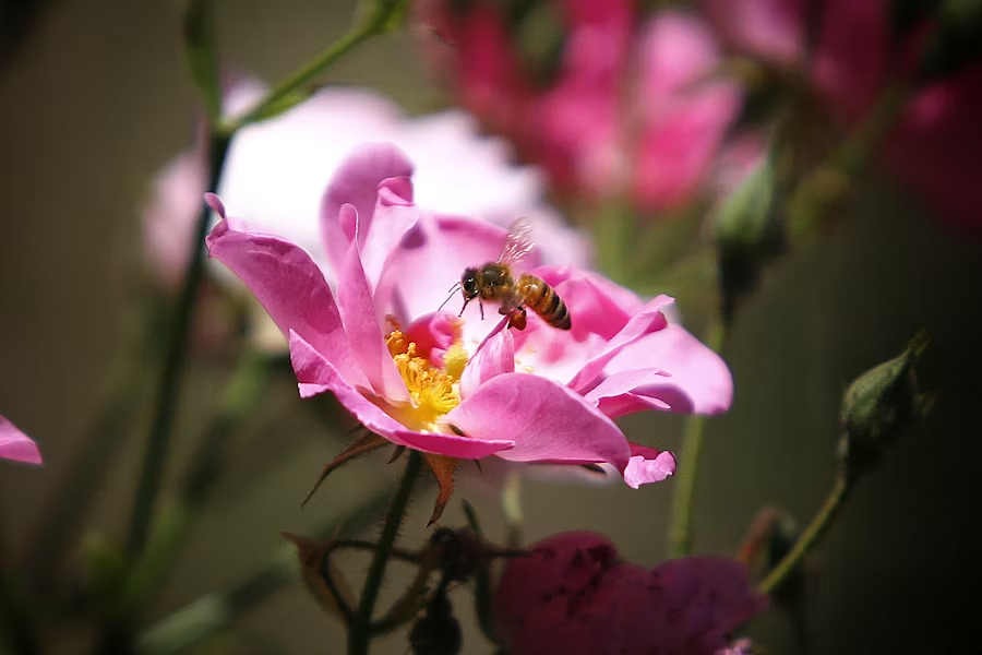 a bee gathering nectar