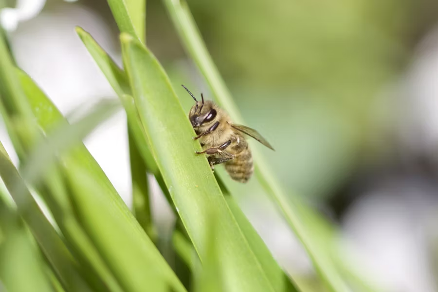a lowland bee on a blade of grass