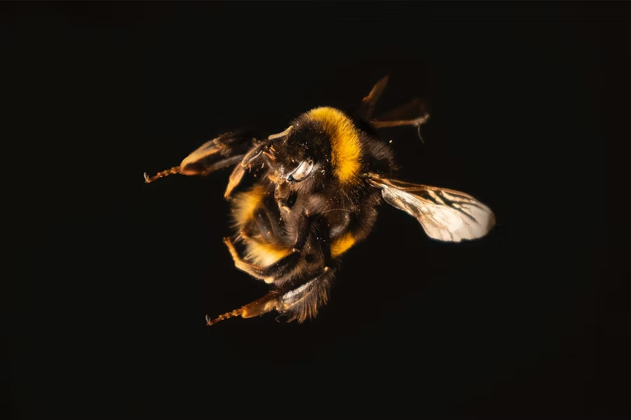 a flying bee