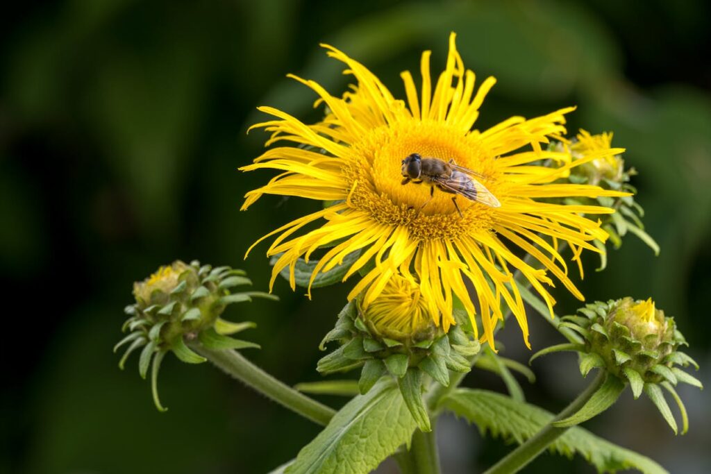 Close Up Photo of Bee on Yellow Flower