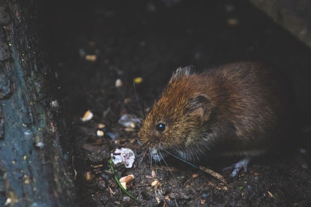 rat on the street