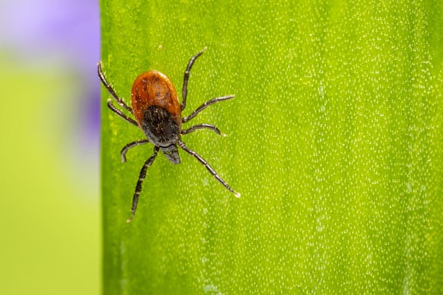 a tick on a leaf
