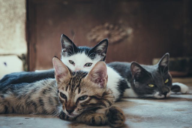 cats lying on the floor