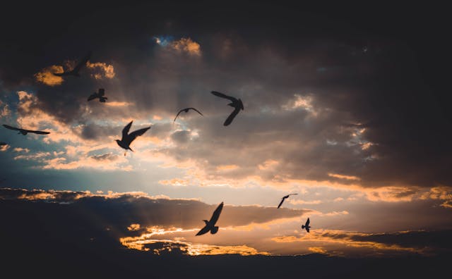 birds flying