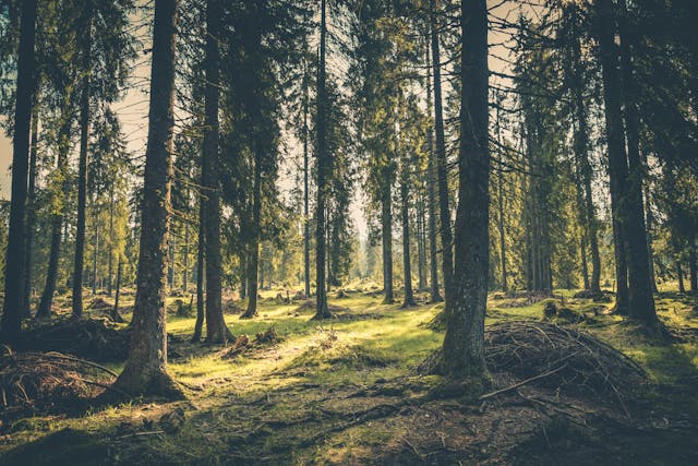 forest