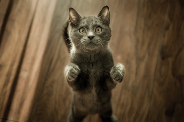 cat reaching for camera