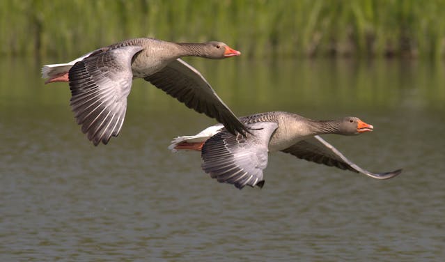 goose
