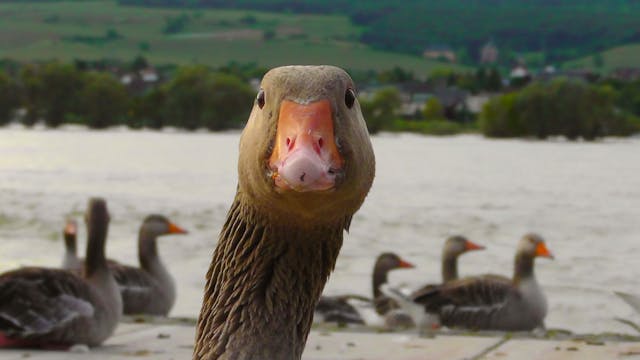 goose