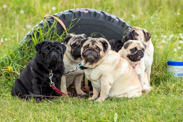 a group of pugs