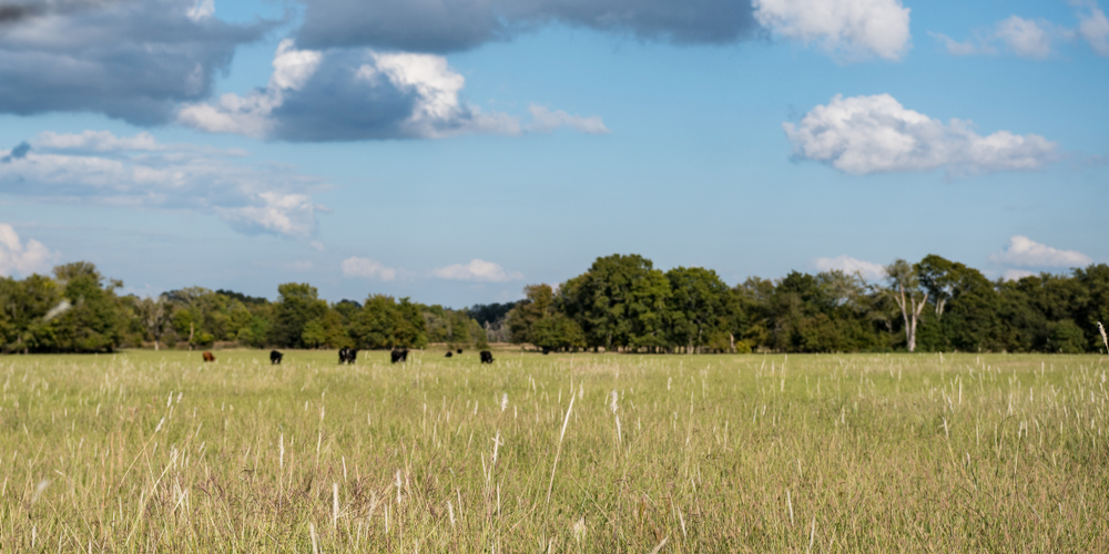 Web banner of mature grasses in a late summer pasture in the South Eastern Coastal Plain with cattle grazing in the distance.
