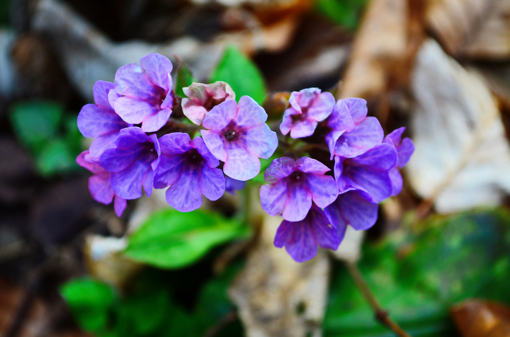 Pink and blue flowers Unspotted lungwort or Suffolk lungwort (Pulmonaria obskura) in the early spring