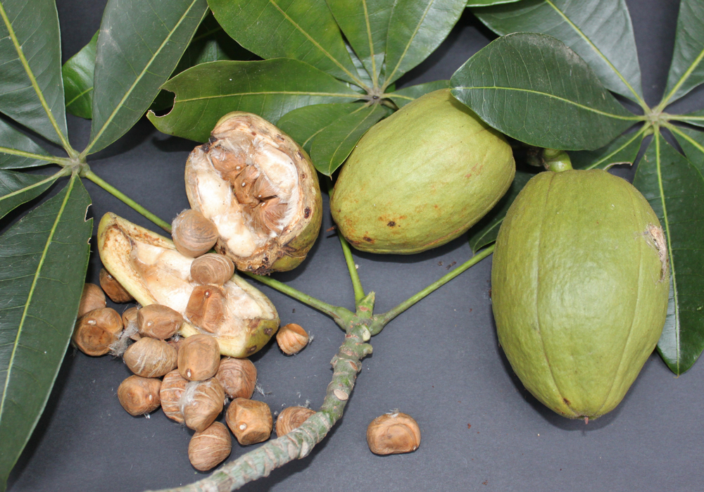 Malabar chestnut. Provision nut. Pachira aquatica. Guiana chestnut. Fruit capsule, leaf and nuts.