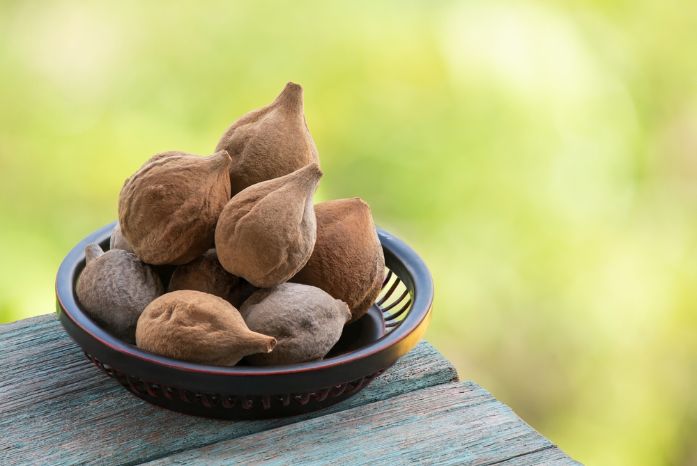 Terminalia bellirica or Beleric Myrobalan, fruits on nature background.