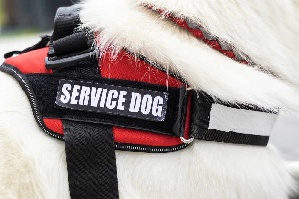 Man with disability with his service dog using electric wheelchair.
