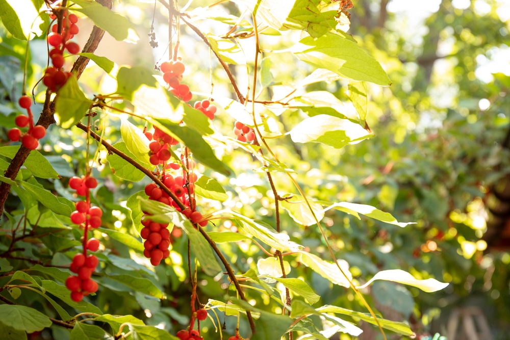 Liana Schisandra Chinesis clusters with ripe red berries growing in the garden