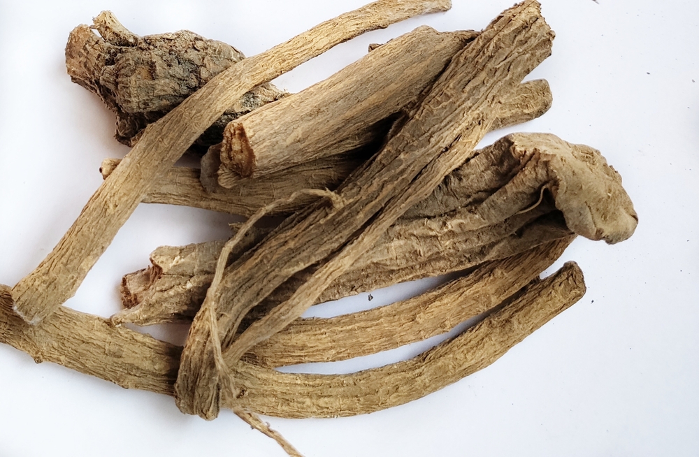 Bark of Inula racemosa - Puskarmool Ayurvedic herb.