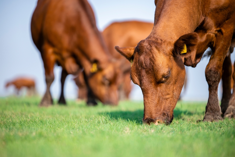 Close up view of beef cattle grazing outside the farm.
