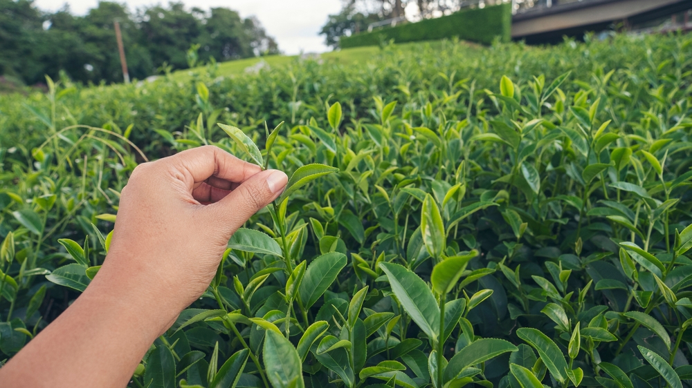 Woman Hand holding harvest plucking black green tea herbal agriculture. Woman work Black Tea farm harvest. hand plucking green tea tree picking bud young tender camellia sinensis leaves organic farm