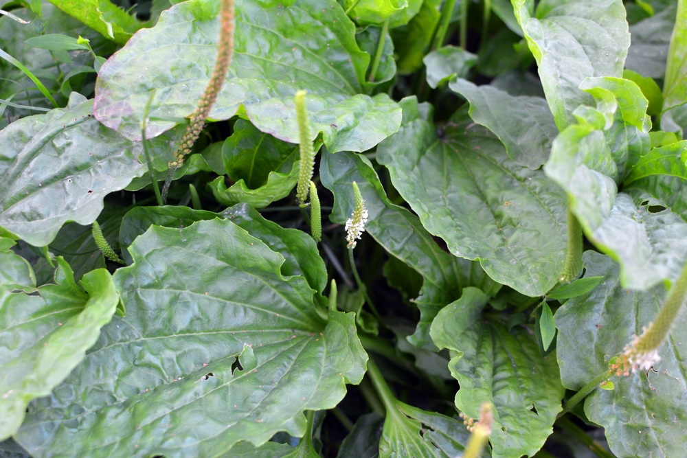 In summer, plantain is large (Plantago major, Plantago borysthenica) grows in the wild