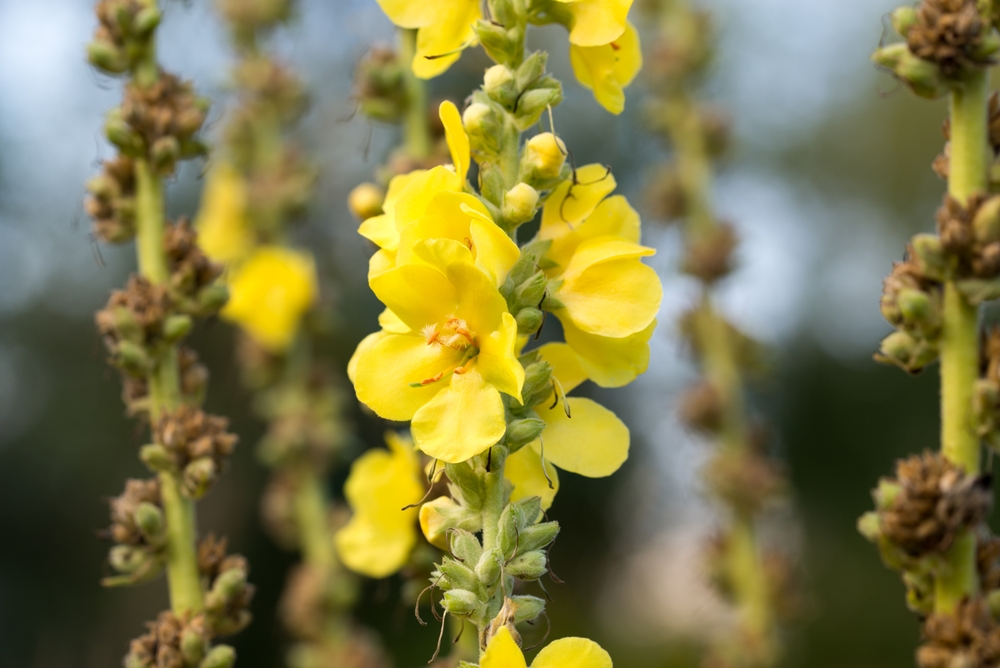 Verbascum thapsus, mullein yellow flowers closeup selective focus