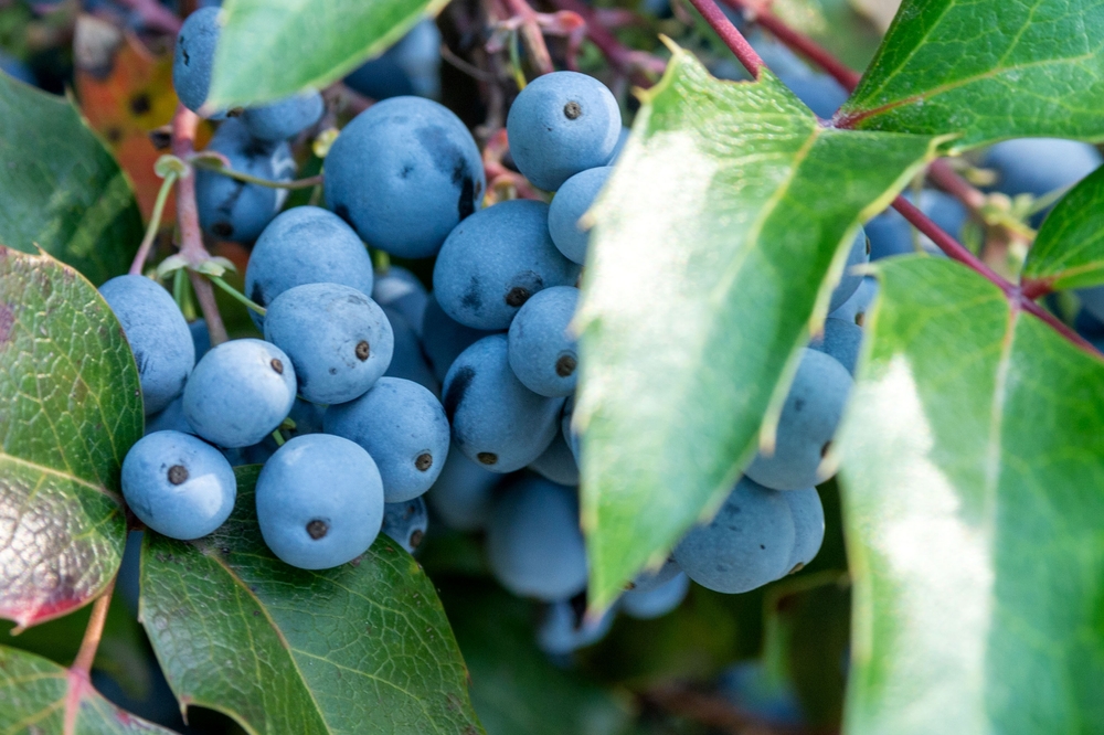 Blue berries from the Oregon grape Berberis aquifolium.