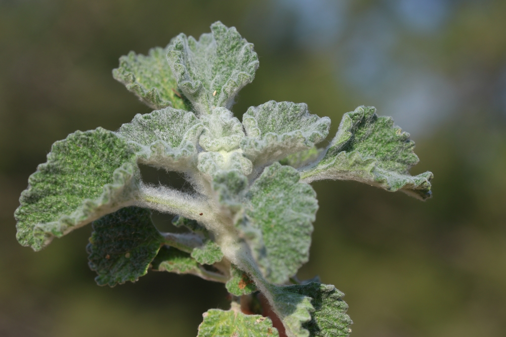 Marrubium vulgare (white horehound or common horehound) is a flowering plant in the mint family
