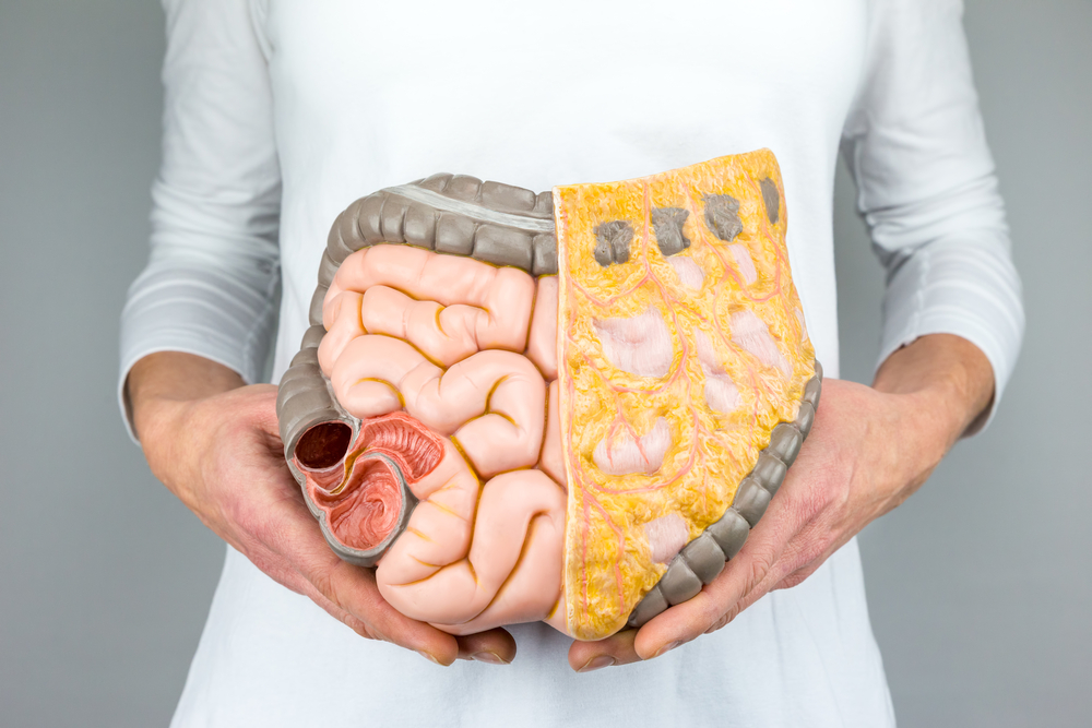 Woman holding model of human intestines in front of body on white background

