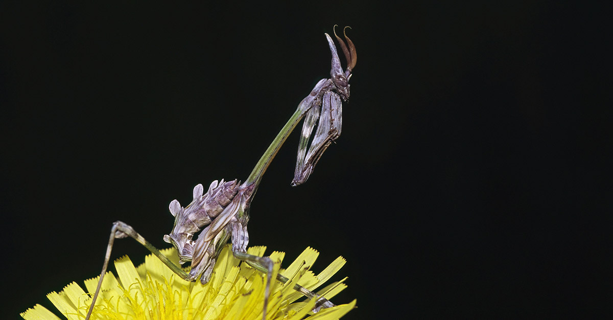 10+  Stunning Images of Mantises Reveal Why This ‘Bug’ Is Actually Insect Royalty