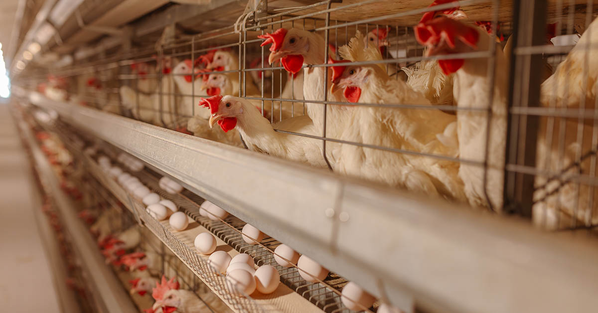 What You Should Know About Bird Flu Before Eating Eggs & Poultry