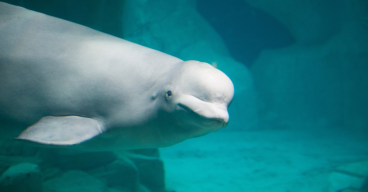 How a Whale Tried to Bridge the Linguistic Divide Between Humans and Animals