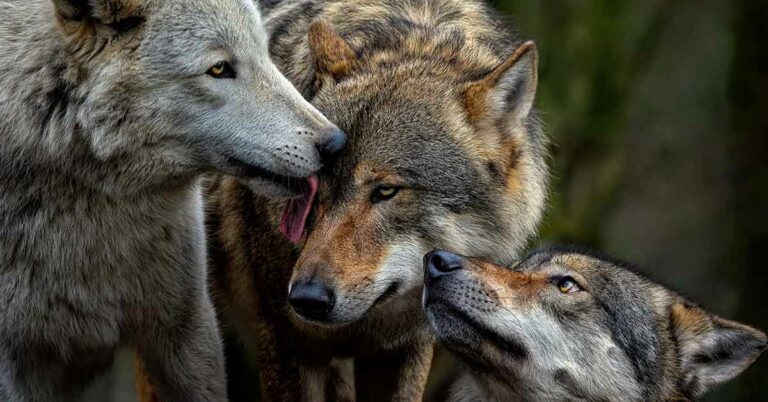 The Return of Wolves to Scotland Could Contribute to the Capture of 1 Million Tons of CO2 Each Year - Featured image