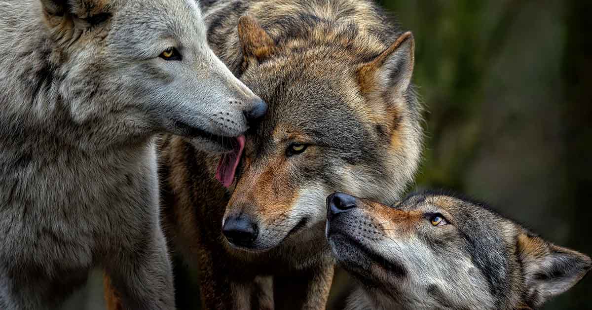 The Return of Wolves to Scotland Could Contribute to the Capture of 1 Million Tons of CO2 Each Year