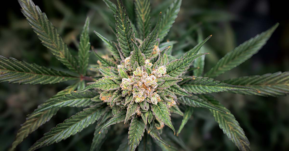 The Surprising Potential of Cannabis in Alleviating Dementia Symptoms
