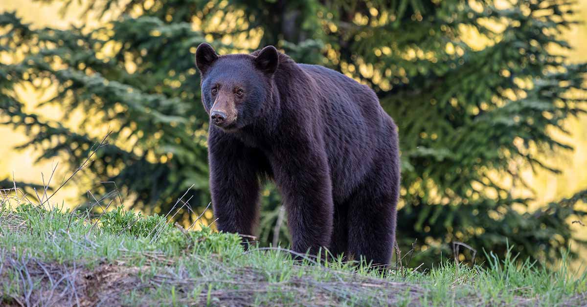 California Woman Stalked by Black Bear for Months Before Fatal Attack