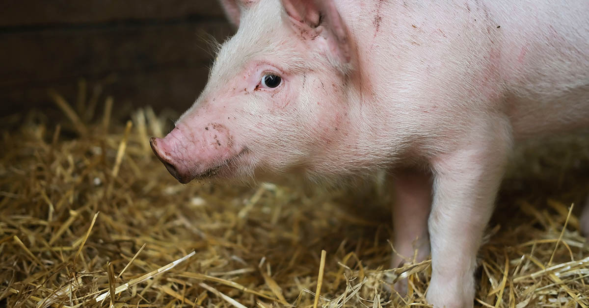 Historic Moment as Surgeons Transplant Genetically Modified Pig Kidney into Patient