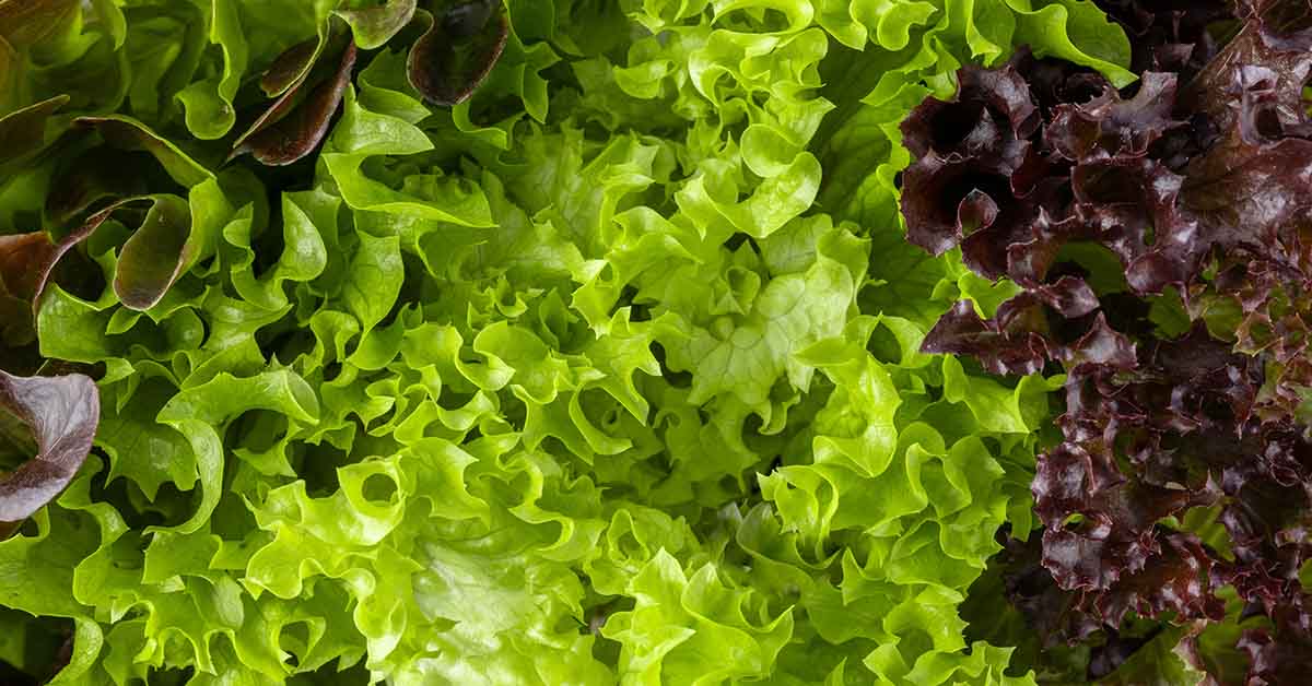 Should You Be Concerned About Eating Pre-Washed Lettuce?