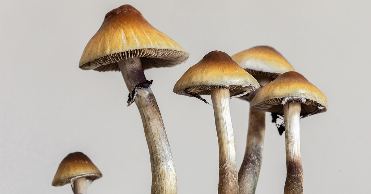 Mild Head Trauma Reversed in Rats with Psilocybin Treatment