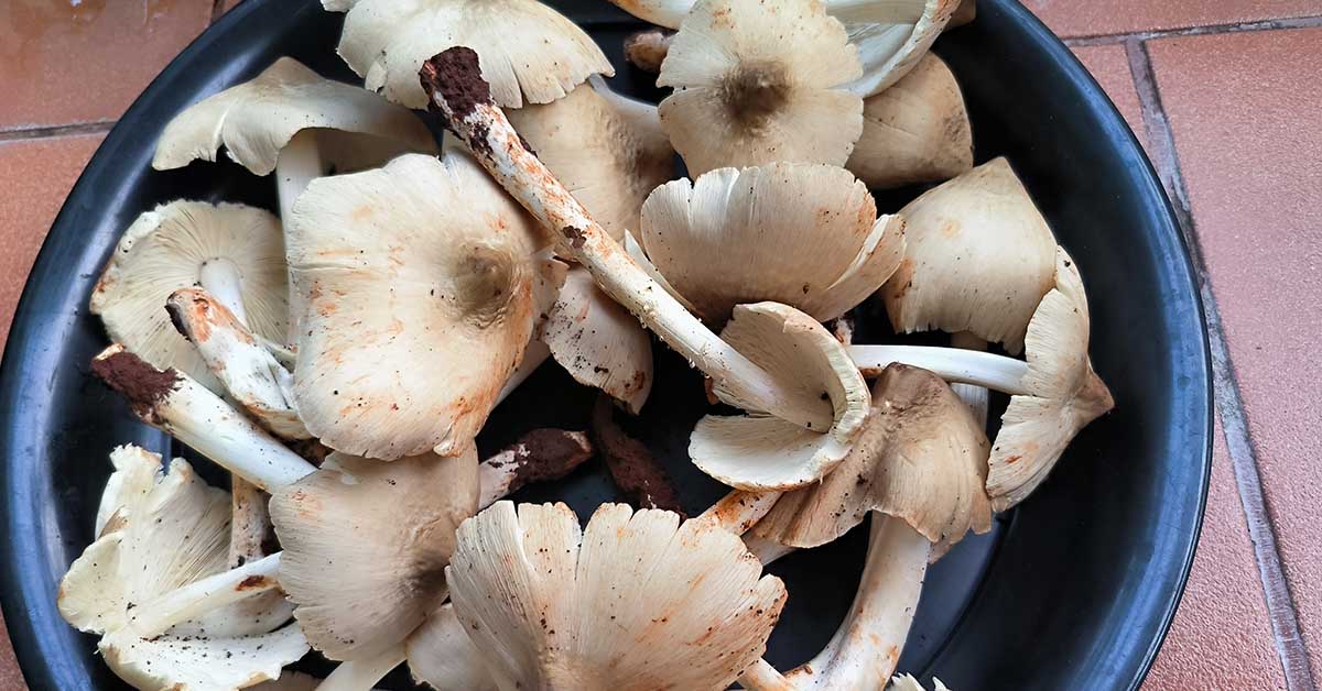 That ‘Black Mud’ On Mushrooms Is Not What It Seems