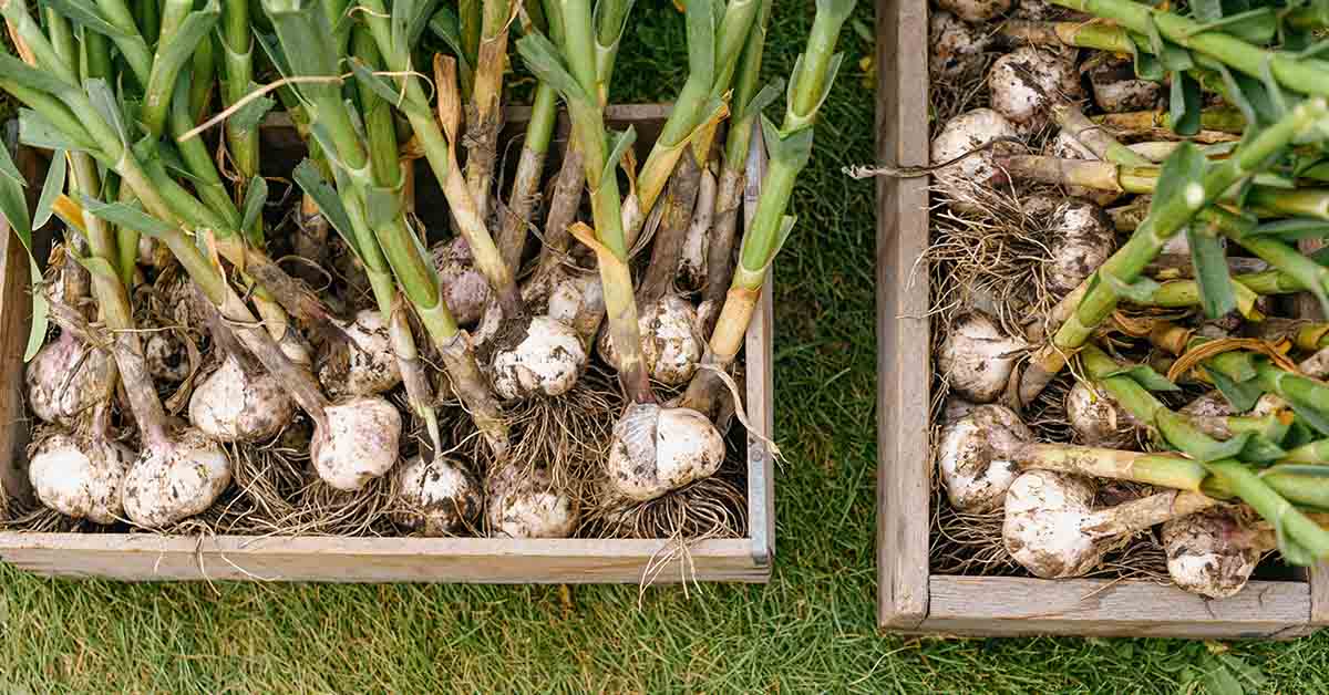 12 Best Foods To Support Digestive and Gut Health