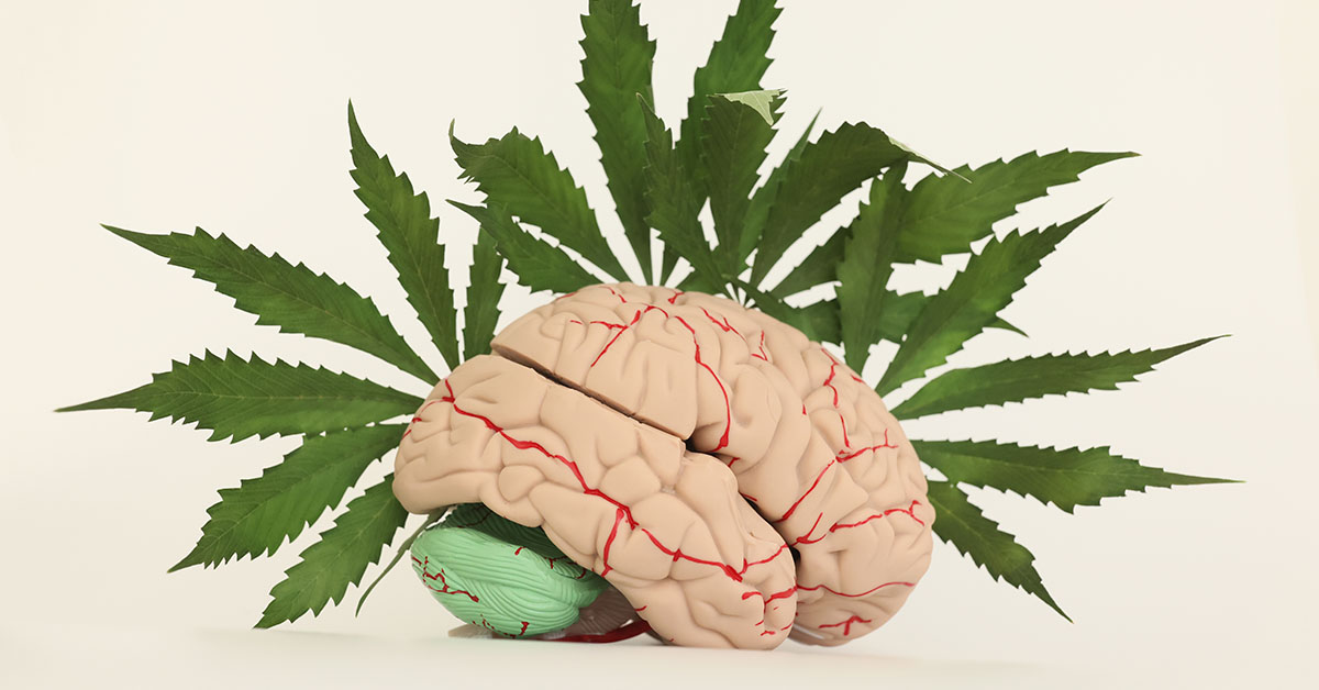 Recent Research Sheds Light on the Effects of Cannabis on the Brain